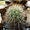 Thelocactus _hastifer _01